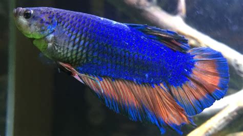 A Complete Guide to King Betta [A Rare Betta Fish!].